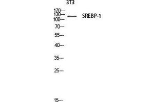 Western Blot (WB) analysis of 3T3 lysis using SREBP-1 antibody. (SREBF1 抗体  (Tyr1175))