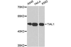 Western blot analysis of extracts of various cell lines, using TIAL1 antibody. (TIAL1 抗体  (AA 266-375))