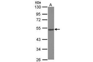 Image no. 1 for anti-Heat Shock Protein 70kDa Family, Member 13 (HSPA13) (AA 204-423) antibody (ABIN1498740)