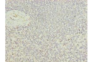 Immunohistochemistry of paraffin-embedded human spleen tissue using ABIN7174417 at dilution of 1:100 (UBASH3B 抗体  (AA 1-300))