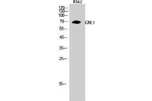 Western Blot (WB) analysis of K562 cells using GNL1 Polyclonal Antibody. (GNL1 抗体  (N-Term))