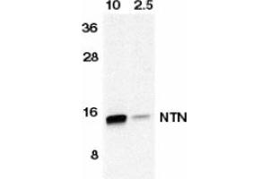 Image no. 1 for anti-Neurturin (NRTN) (AA 178-193) antibody (ABIN201348) (Neurturin 抗体  (AA 178-193))