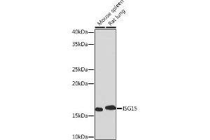 Western blot analysis of extracts of various cell lines, using ISG15 Rabbit mAb (ABIN7268023) at 1:1000 dilution. (ISG15 抗体)