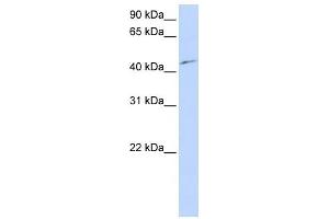 Western Blot showing PCTK3 antibody used at a concentration of 1-2 ug/ml to detect its target protein. (CDK18 抗体  (N-Term))