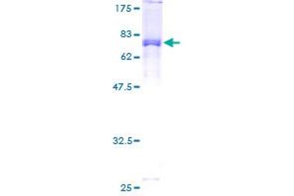 STK24 Protein (AA 1-431) (GST tag)