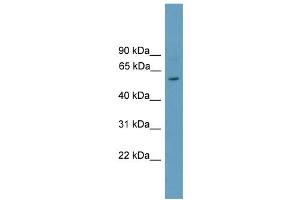 WB Suggested Anti-Rorc Antibody Titration:  1 ug/ml  Positive Control:  Mouse Heart lysate (RORC 抗体  (N-Term))