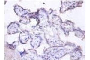 Immunohistochemistry analysis of Lactadherin Antibody using paraffin-embeded human placenta at a dilution of 1/00. (MFGE8 抗体  (AA 25-334) (FITC))