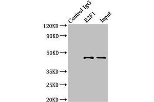 Immunoprecipitating E2F1 in 3T3 whole cell lysate Lane 1: Rabbit control IgG (1 μg) instead of ABIN7172513 in 3T3 whole cell lysate.