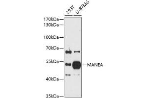 Western blot analysis of extracts of various cell lines, using MANEA antibody (ABIN6128266, ABIN6143458, ABIN6143459 and ABIN6214962) at 1:1000 dilution. (MANEA 抗体  (AA 30-100))