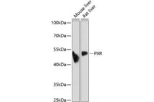Western blot analysis of extracts of various cell lines using PXR Polyclonal Antibody at dilution of 1:1000. (NR1I2 抗体)