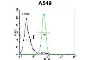 FSTL1 Antibody (C-term) (ABIN654491 and ABIN2844224) flow cytometric analysis of A549 cells (right histogram) compared to a negative control cell (left histogram). (FSTL1 抗体  (C-Term))