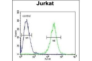 P1 Antibody (Center) (ABIN654665 and ABIN2844361) flow cytometric analysis of Jurkat cells (right histogram) coared to a negative control cell (left histogram). (MPP1 抗体  (AA 301-327))