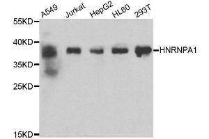 Western blot analysis of extracts of various cell lines, using HNRNPA1 antibody. (HNRNPA1 抗体)