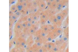 Immunohistochemistry (IHC) image for anti-Filamin B, beta (FLNB) (AA 1-237) antibody (ABIN5013559)