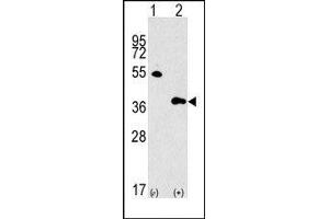Image no. 1 for anti-G protein beta subunit-like (GBL) (Middle Region) antibody (ABIN360719) (GBL 抗体  (Middle Region))