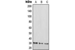 Western blot analysis of RGS20 expression in HEK293T (A), NIH3T3 (B), H9C2 (C) whole cell lysates. (RGS20 抗体  (Center))