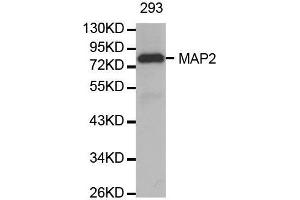 Western blot analysis of extracts of 293 cell line, using MAP2 antibody. (MAP2 抗体  (AA 260-559))