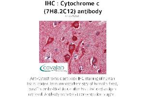 Image no. 1 for anti-Cytochrome C, Somatic (CYCS) antibody (ABIN5693541) (Cytochrome C 抗体)