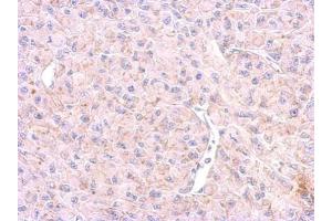 IHC-P Image 5HT1F Receptor antibody [C2C3], C-term detects HTR1F protein at membrane on U87 xenograft by immunohistochemical analysis. (HTR1F 抗体  (C-Term))