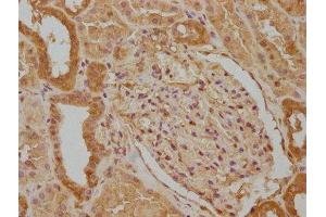 IHC image of ABIN7140082 diluted at 1:100 and staining in paraffin-embedded human kidney tissue performed on a Leica BondTM system. (WWC3 抗体  (AA 65-85))