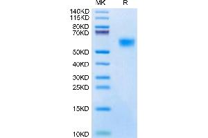 Biotinylated Mouse uPAR isoform 1 on Tris-Bis PAGE under reduced condition. (PLAUR Protein (AA 24-298) (His-Avi Tag,Biotin))