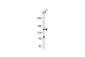 Western blot analysis of lysate from KG-1 cell line, using CD34 Antibody (C-term) (ABIN6243650 and ABIN6577893).