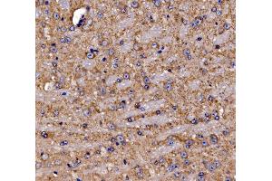 IHC analysis of Gephyrin/GPHN using anti-Gephyrin/GPHN antibody (ABIN7600086). (Gephyrin 抗体  (AA 148-736))