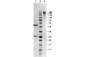SDS-PAGE results of Goat Gamma Globulin. (gamma Globulin Fraction 蛋白)