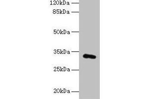 Western blot All lanes: FAM78A antibody at 0. (FAM78A 抗体  (AA 21-283))