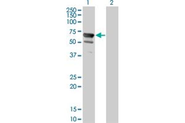 NT5C2 Antikörper  (AA 1-561)