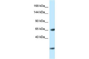WB Suggested Anti-Ebf3 Antibody   Titration: 1. (EBF3 抗体  (N-Term))