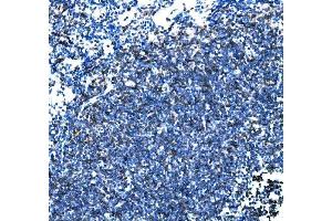 IHC analysis of Cd27 using anti-Cd27 antibody (ABIN7600813). (CD27 抗体  (AA 24-187))