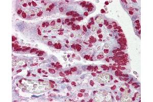 Anti-EGR3 antibody IHC of human placenta. (EGR3 抗体  (AA 143-192))