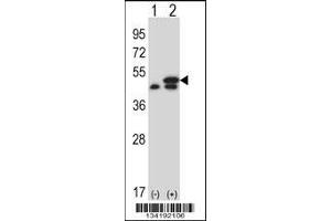 Western blot analysis of EEF1G using rabbit polyclonal EEF1G Antibody using 293 cell lysates (2 ug/lane) either nontransfected (Lane 1) or transiently transfected (Lane 2) with the EEF1G gene. (EEF1G 抗体  (AA 208-237))