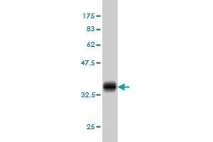 Western Blot detection against Immunogen (37.