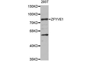 Western blot analysis of extracts of 293T cell line, using ZFYVE1 antibody. (ZFYVE1 抗体)