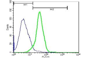 HeLa cells probed with Rabbit Anti-Ezrin Polyclonal Antibody, FITC Conjugated (ABIN675241) at 1:100 for 40 minutes (green)compared to control cells (blue). (Ezrin 抗体  (AA 455-586) (FITC))