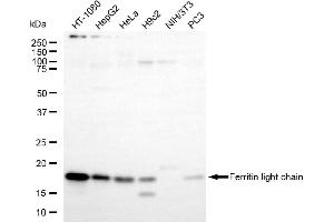 Western blotting analysis using ferritin light chain antibody (ABIN7798597). (FTL 抗体)