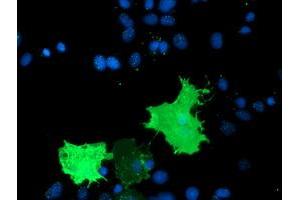 Anti-TULP3 mouse monoclonal antibody (ABIN2455457) immunofluorescent staining of COS7 cells transiently transfected by pCMV6-ENTRY TULP3 (RC207595). (TULP3 抗体)