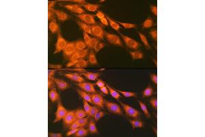 Immunofluorescence (IF) image for anti-Prostaglandin E Receptor 2 (Subtype EP2), 53kDa (PTGER2) antibody (ABIN7269572)