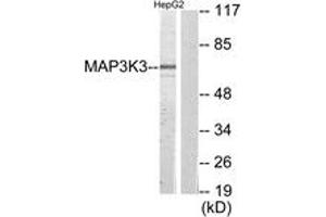 Western blot analysis of extracts from HepG2 cells, using MAP3K3 Antibody. (MAP3K3 抗体  (AA 101-150))