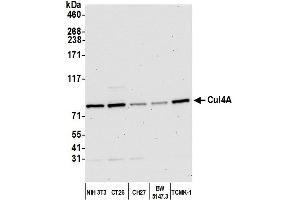 Western Blotting (WB) image for anti-Cullin 4A (CUL4A) (C-Term) antibody (ABIN7453591) (Cullin 4A 抗体  (C-Term))