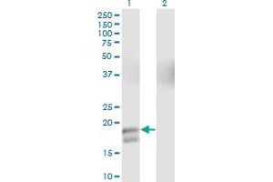 Western Blot analysis of GCG expression in transfected 293T cell line by GCG monoclonal antibody (M01), clone 2D3-2B11. (Glucagon 抗体  (AA 1-180))