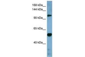 Image no. 1 for anti-COBL-Like 1 (COBLL1) (AA 899-948) antibody (ABIN6741782) (COBLL1 抗体  (AA 899-948))