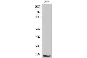 Western Blotting (WB) image for anti-Transforming Growth Factor, alpha (TGFA) (C-Term) antibody (ABIN3187246) (TGFA 抗体  (C-Term))