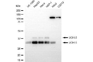 anti-Ubiquitin Carboxyl-terminal Hydrolase L5 (UCHL5) antibody