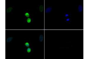 Immunofluorescence of Rabbit Anti-Histone H3 [p Thr11] Antibody.