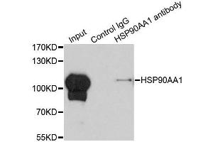 Immunoprecipitation analysis of 200ug extracts of HeLa cells using 1ug HSP90AA1 antibody. (HSP90AA1 抗体  (AA 433-732))