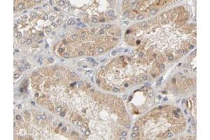 ABIN6267474 at 1/200 staining human kidney tissue sections by IHC-P. (AKT1 抗体  (pSer473))