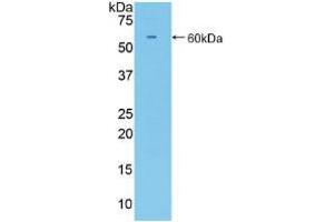Western blot analysis of recombinant Mouse CD34. (CD34 抗体  (AA 36-287))